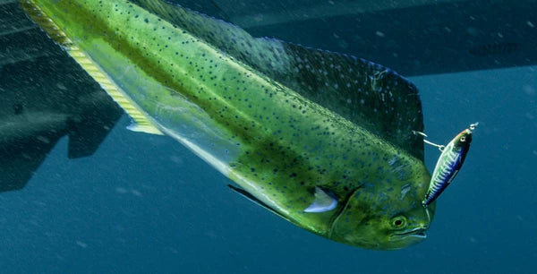 Mahi Mahi Lures, #1 Rated Mahi Trolling Lures