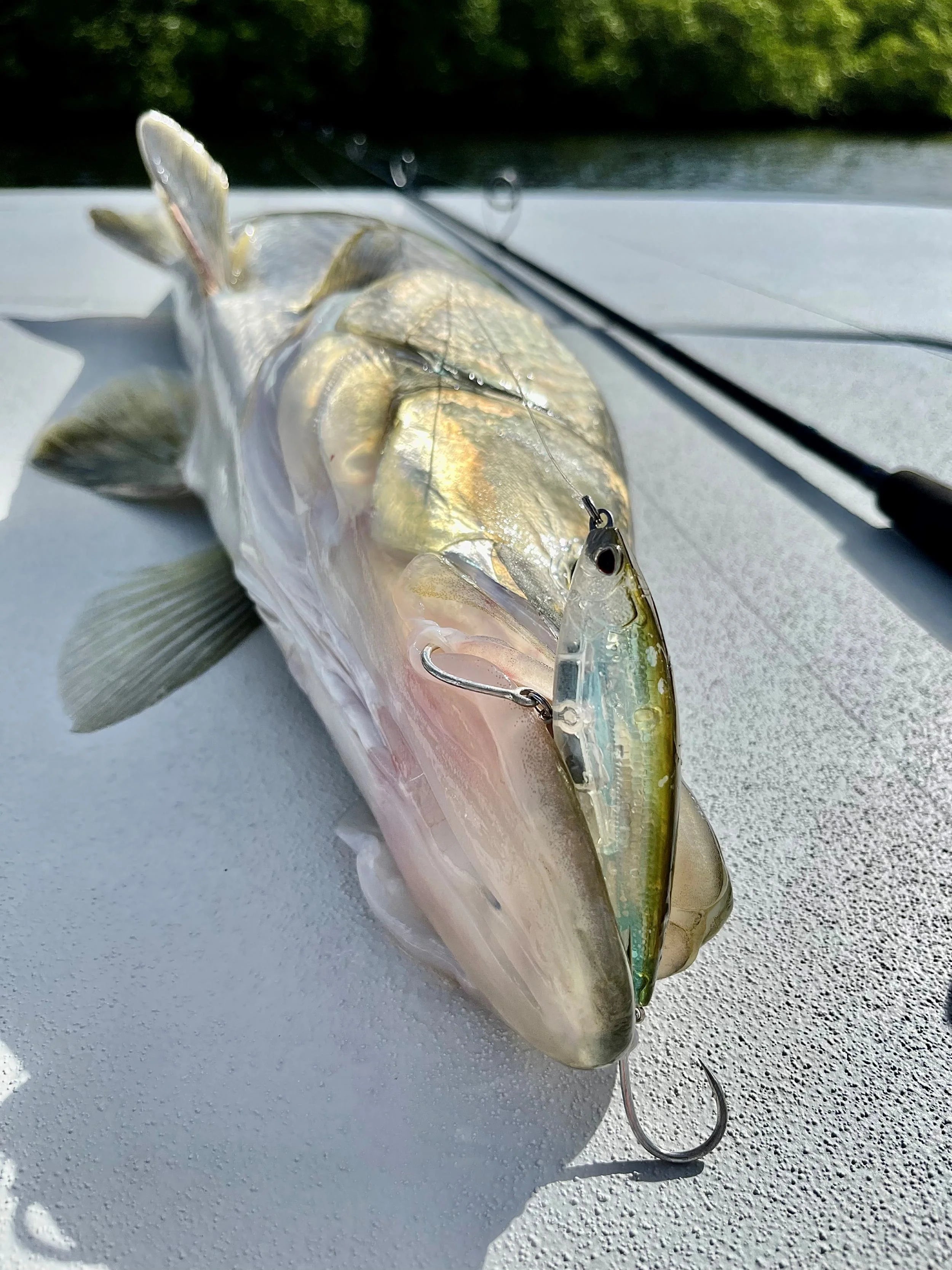 Snook Jigs | #1 Rated Jigs for Snook | Nomad Design Tackle