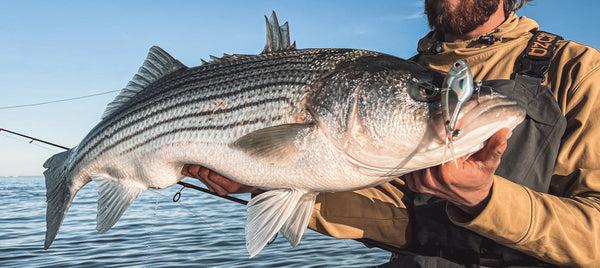 Striped Bass