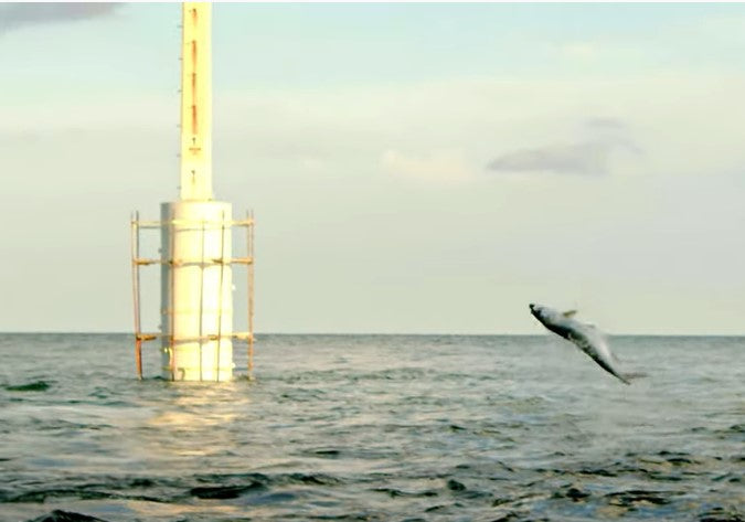 Florida Everglades Tarpon with Scott Bannerot