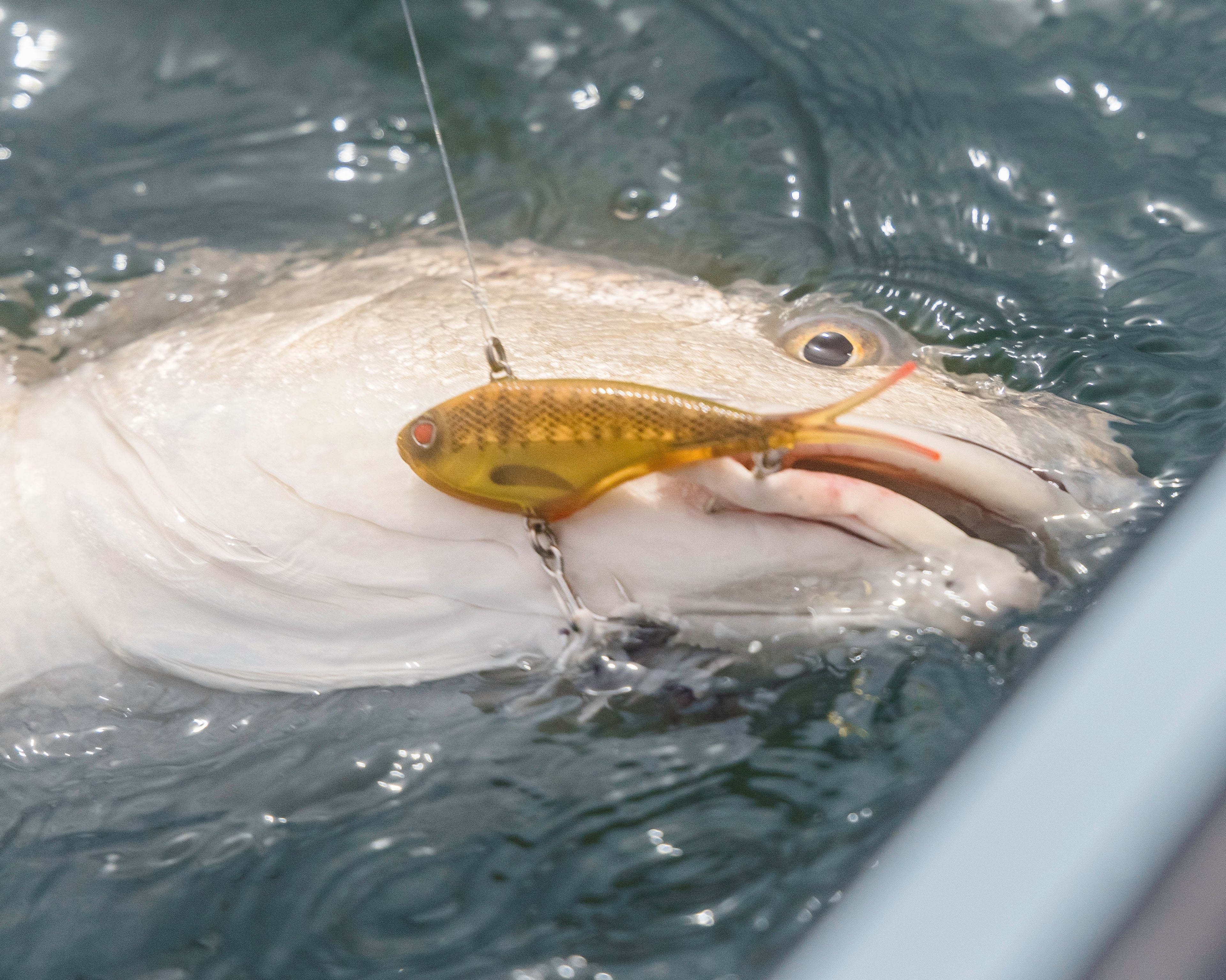 Redfish Feel the Vibe with Nomad Design