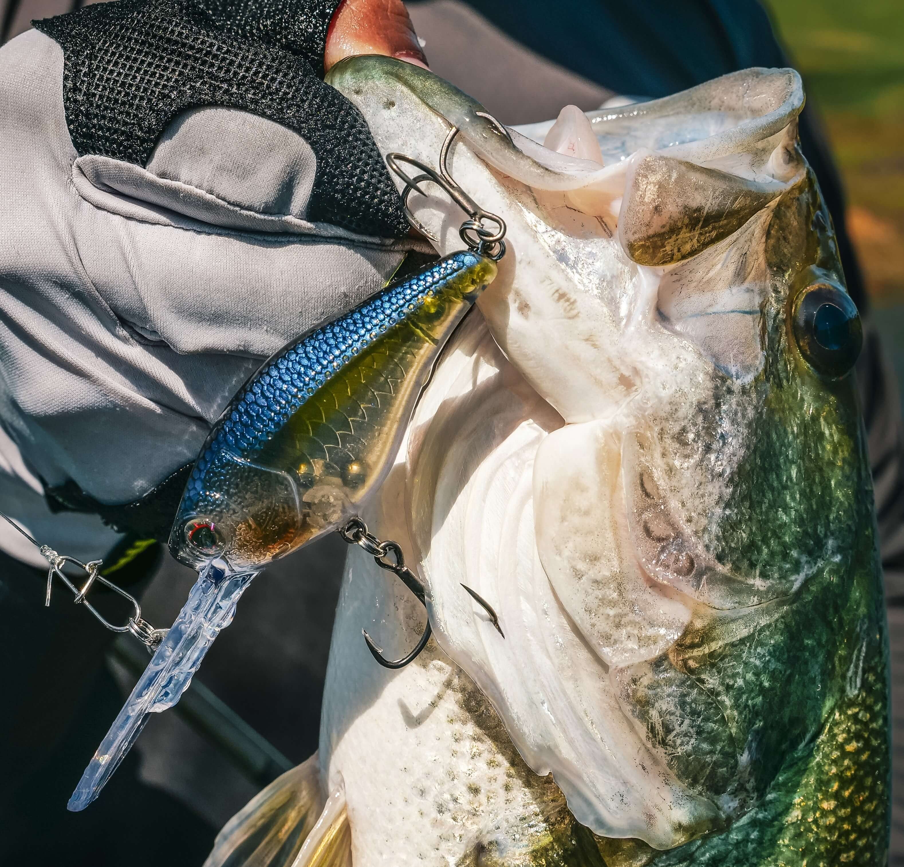 Nomad Design D-Trak Deep Crankbait Lure