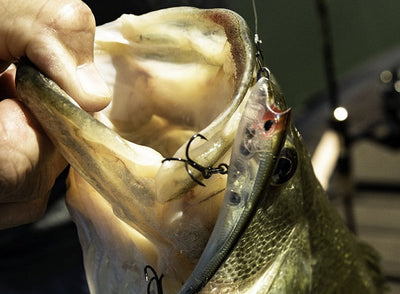 Nomad Design Maverick Freshwater Jerkbait