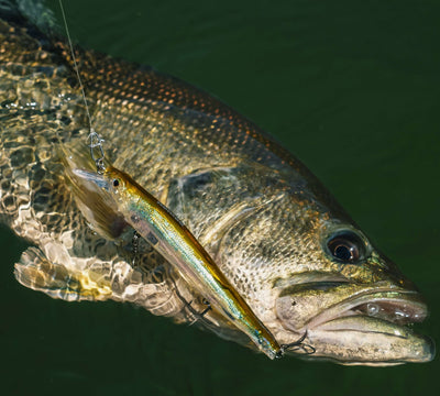 SUSQUEHANNA SMALLMOUTH BASS with Nomad Design