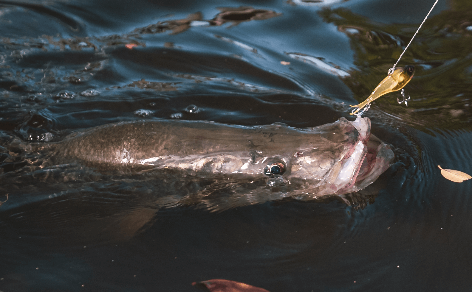 Jarad 'Dingo' Boshammer And The Mighty Florida Snook
