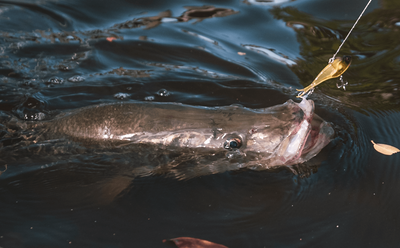 Jarad 'Dingo' Boshammer And The Mighty Florida Snook