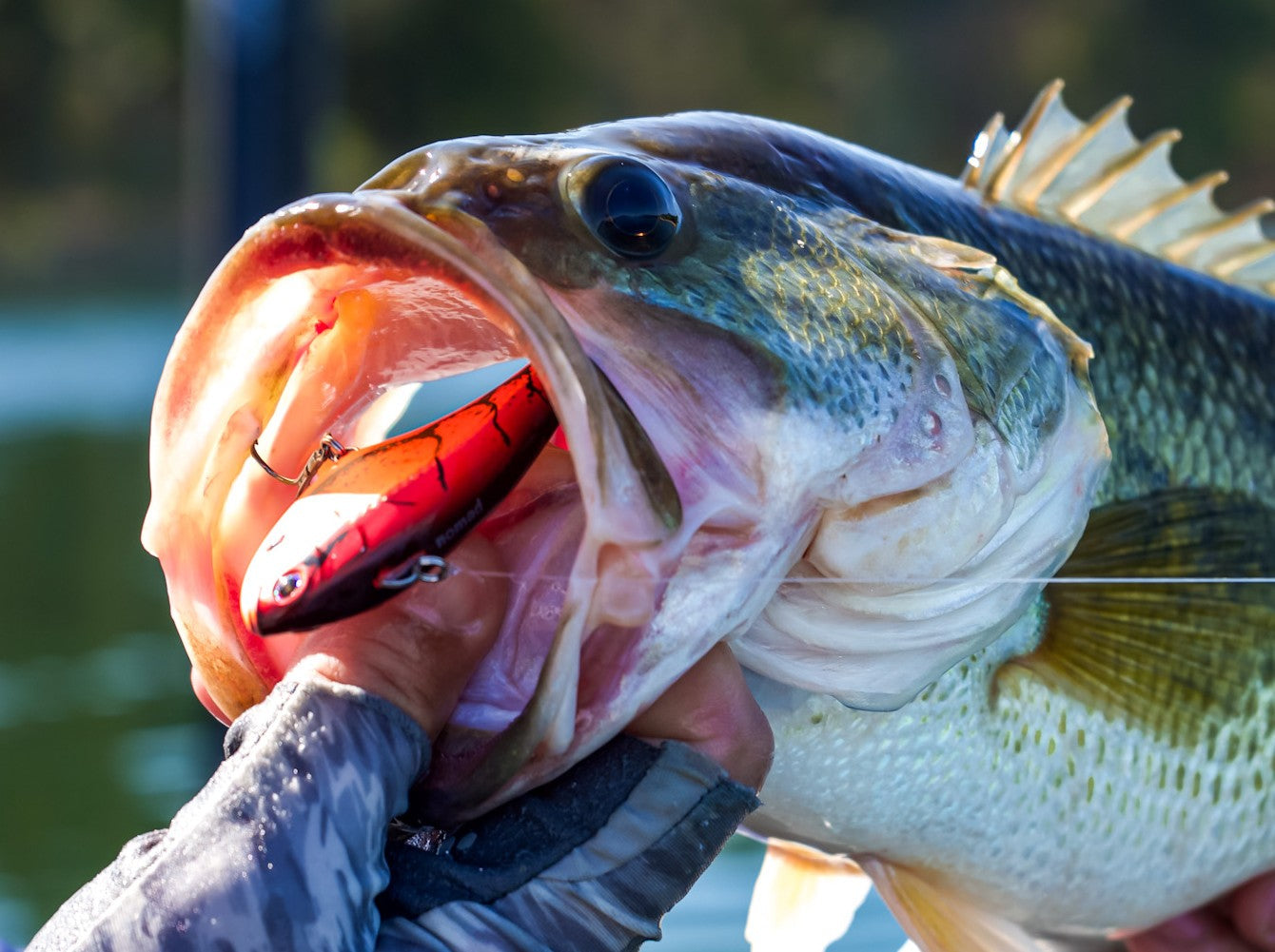 Fall Brawl with Nomad Design Lipless Crankbaits