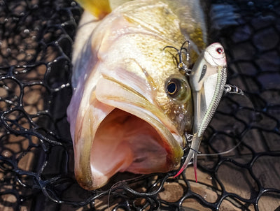 Nomad Design Vertrex Max Soft Lipless Crankbait