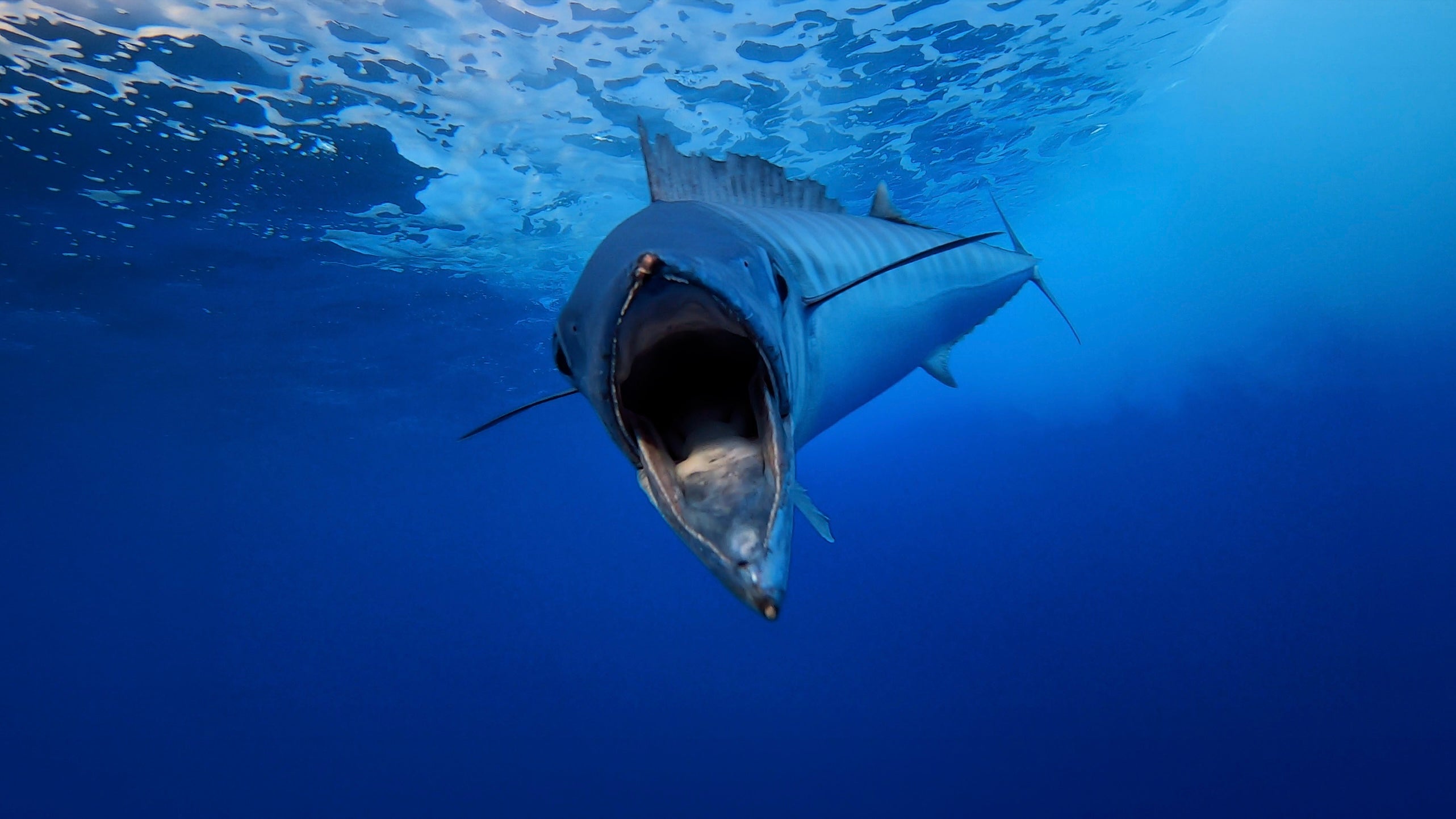 OFFSHORE TROLLING
