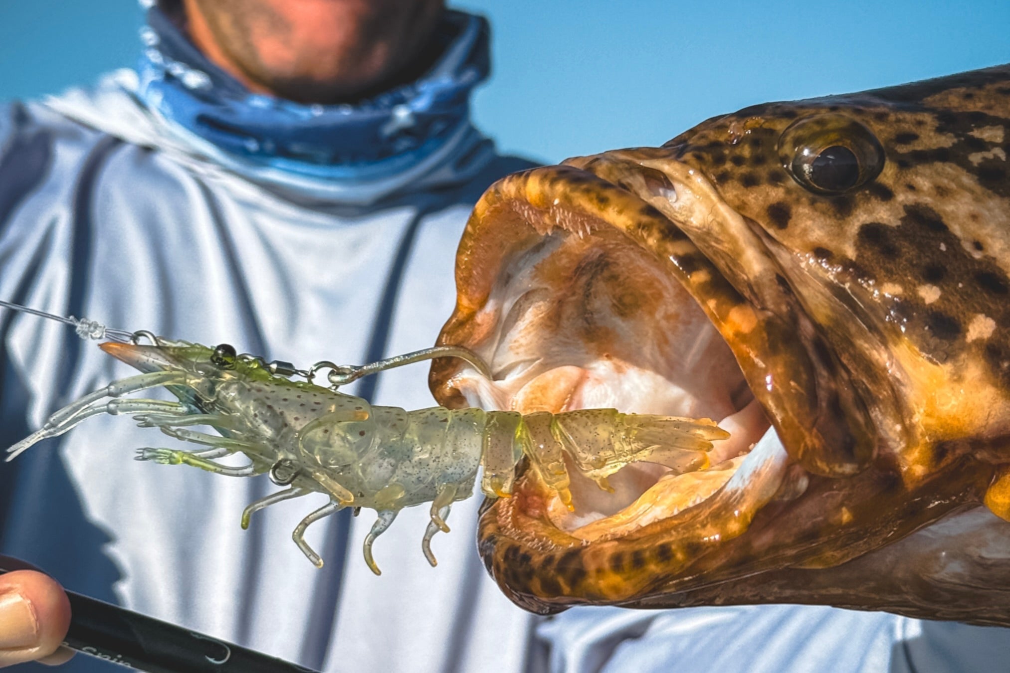 Live Ops Sumo Shrimp - Rigged