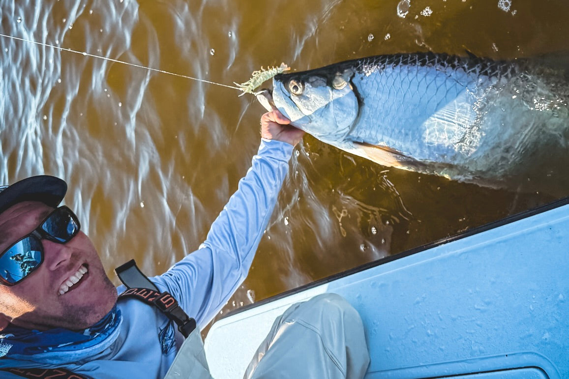 Live Ops Sumo Shrimp - Unrigged