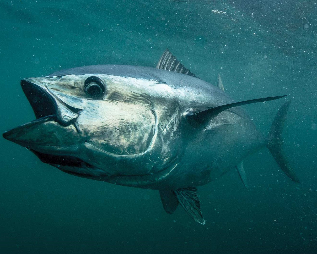 East Coast Offshore Tuna Bundle