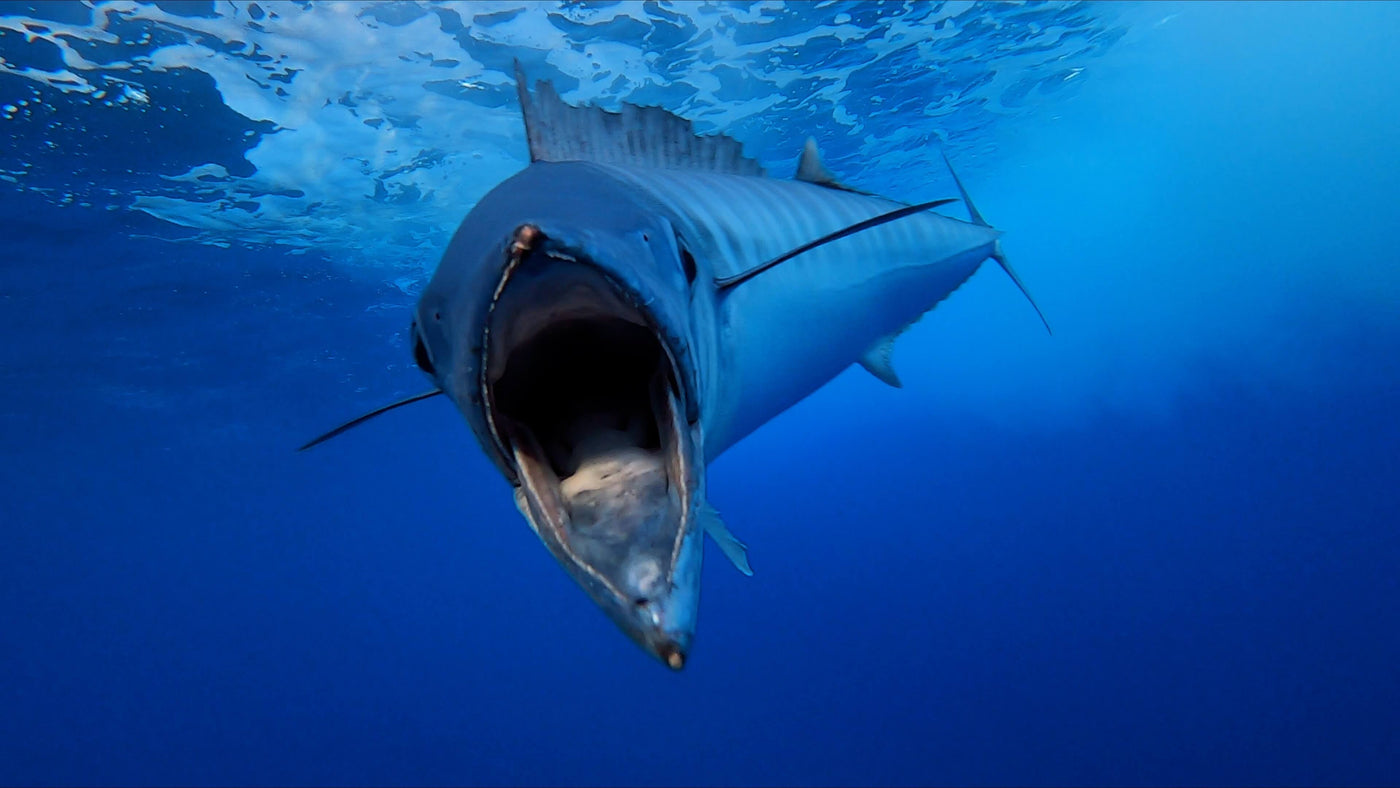 saltwater-trolling-lures