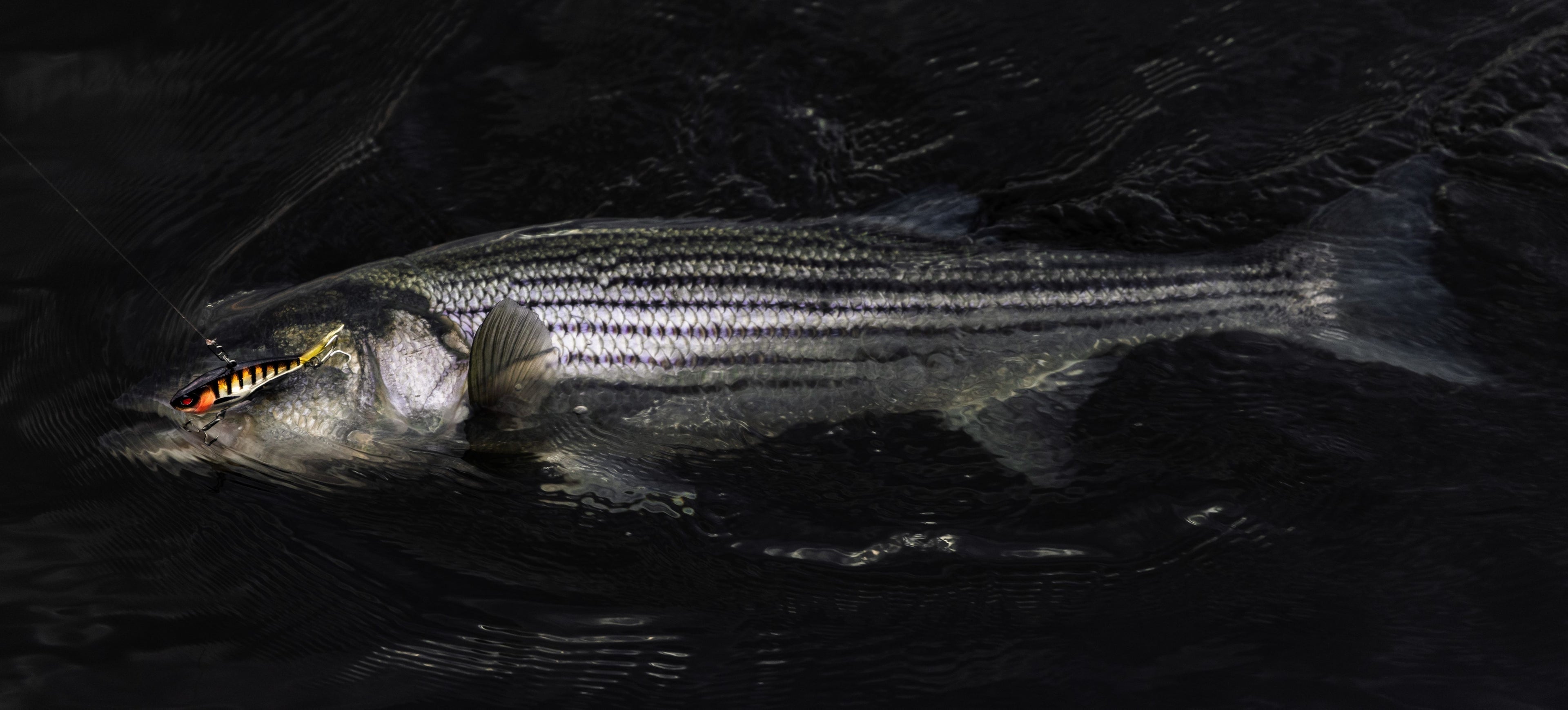 Vibes & Jigs For Striped Bass