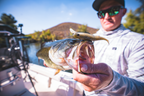 Nomad Design Delta Minnow 4.5" Live Ops - 4 Pack