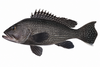 Black Sea Bass