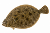 Flounder
