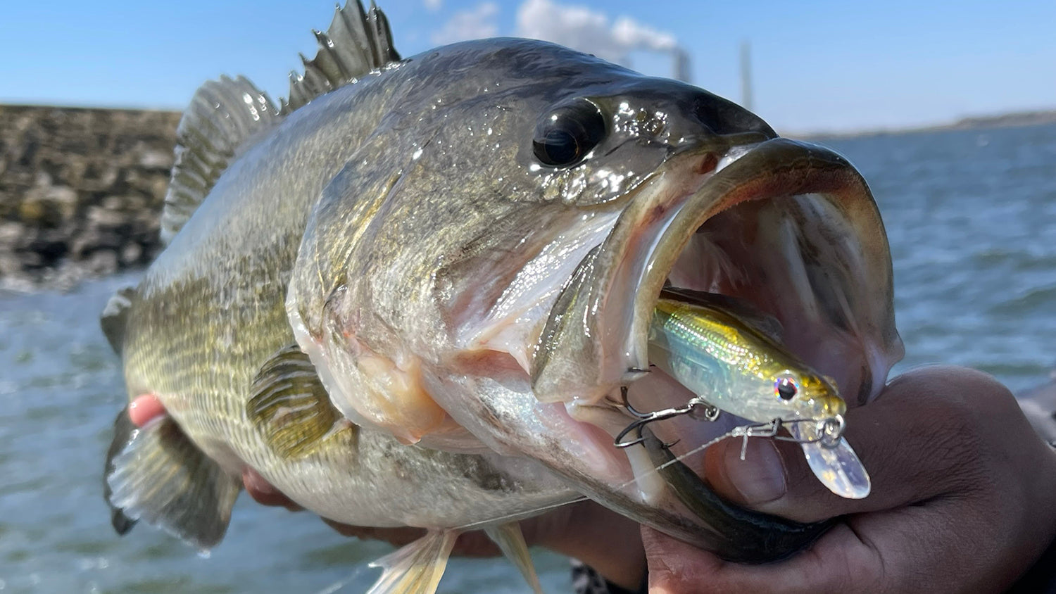 Hardbait Essentials Bundle