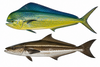 Mahi / Cobia