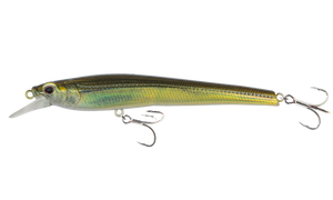 Olive Back Shad
