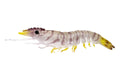 Nomad Design Sumo Shrimp Unrigged 5" - 2 Pack - Live Ops Natural Tiger