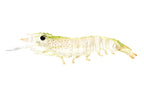 Nomad Design Sumo Shrimp Unrigged 6.5" - 2 Pack - Live Ops Fried Banana