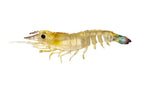 Nomad Design Sumo Shrimp Unrigged 6.5" - 2 Pack - Live Ops Hyper Tiger
