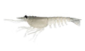 Nomad Design Switcher Shrimp 2.3" - 6 Pack - Live Ops Astro