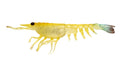 Nomad Design Switcher Shrimp 3.5" - 5 Pack - Live Ops Fried Banana