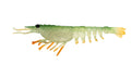 Nomad Design Switcher Shrimp 3.5" - 5 Pack - Live Ops Green Ghost Stalker
