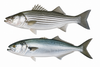 Striped Bass / Bluefish