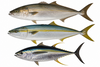 Amberjack / Yellowtail / Tuna