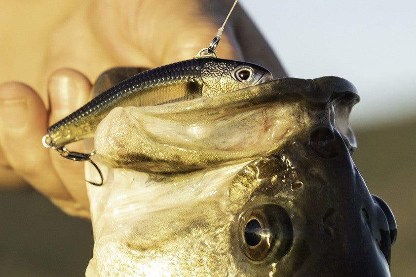 Nomad Tackle Ultimate Bass Lures Bundle