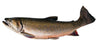 Speckled Trout / Scup