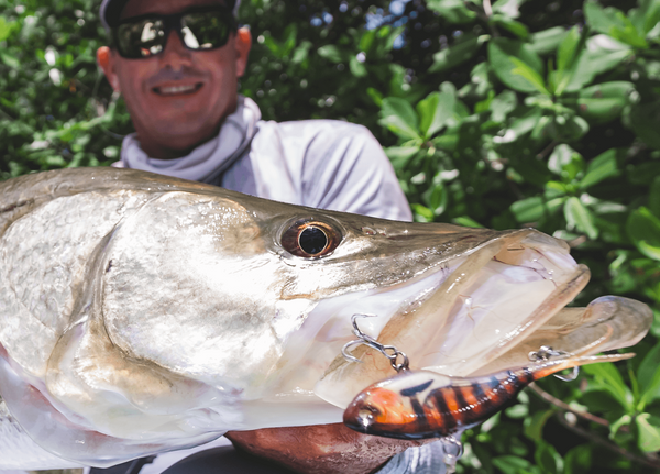 Dingo's Vertrex Vibe Box Bundle