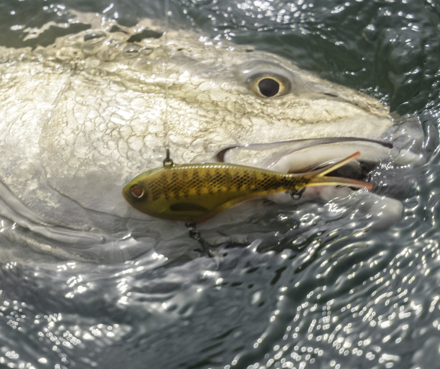 Dingo's Vertrex Vibe Box Bundle