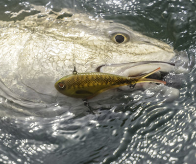 Dingo's Vertrex Vibe Box Bundle