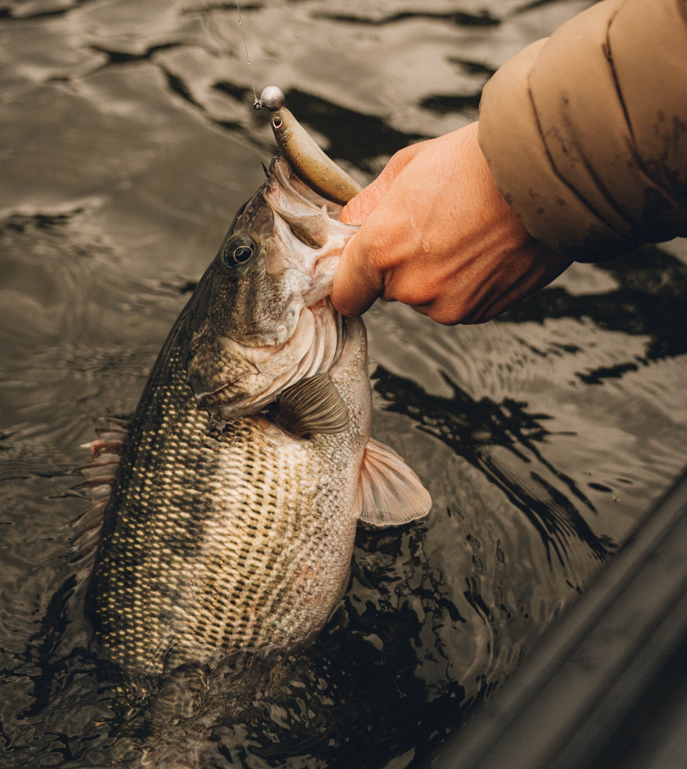 Live Ops Strolling & Forward-Facing Sonar Bundle