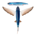 Nomad Design Slipstream 140 Flying Fish 5-1/2" Lumo Glow