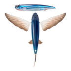 Slipstream 200 Flying Fish 8"
