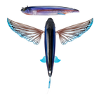 Slipstream 200 Flying Fish 8"