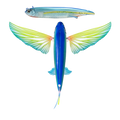 Nomad Design Slipstream 280 Flying Fish 11" Electric
