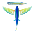 Nomad Design Slipstream 280 Flying Fish 11" Electric