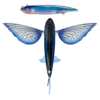 Nomad Design Slipstream 280 Flying Fish CALIFORNIA 11" Electric