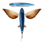 Nomad Design Slipstream 280 Flying Fish CALIFORNIA 11" Oceanic