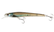 Mangrove Shad