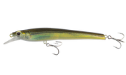 Olive Back Shad